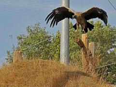 149 BIO PARC DE DOUE LA FONTAINE 5- 2016_000003
